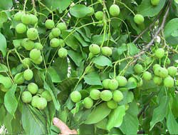 نهال گردو سجنو 
