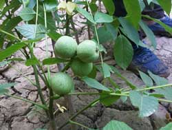 نهال گردو خوشه ای فرانسوی - ژنوتیپ برتر 