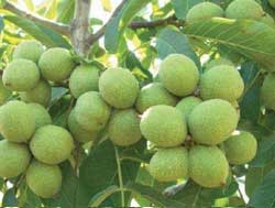 نهال گردو روند پیوندی
