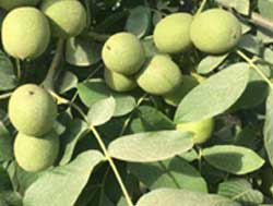 نهال گردو وینا پیوندی
