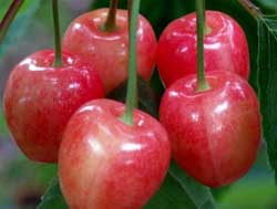 نهال گیلاس پروتیوا