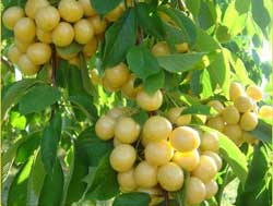 نهال گیلاس سفید ارومیه