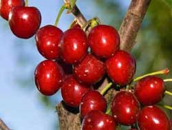 نهال گیلاس فرنگی