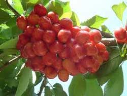 نهال گیلاس پیش رس سیلویا