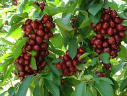 نهال گیلاس خوشه ای بینگ