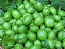 نهال گوجه سبز سررودی