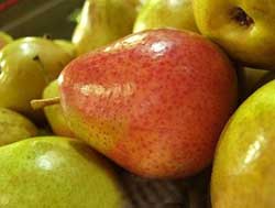نهال گلابی ویلیام دوشیس