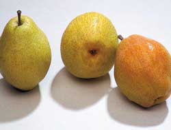 نهال گلابی درگزی