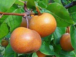 نهال گلابی پرتغالی(ناشی)