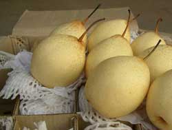 نهال گلابی شینگو