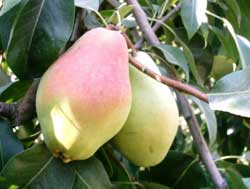 نهال گلابی سانتا ماریا