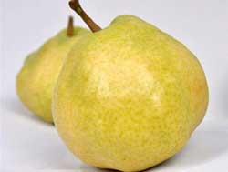 نهال گلابی دَوَچی