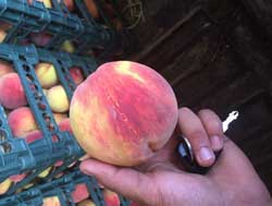 نهال هلو کاظمی