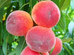 نهال هلو سرخ ابی