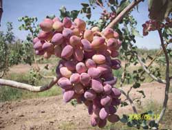 نهال پسته