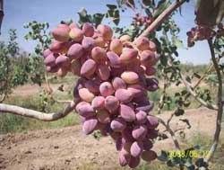 نهال پسته شاه پسند