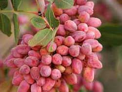 خرید نهال پسته اکبری