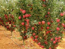 نهال شیب پایه کوتاه ( پایه مالینگ)