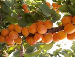 نهال زردآلو شکرپاره