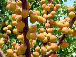 نهال زردآلو جهانگیری 